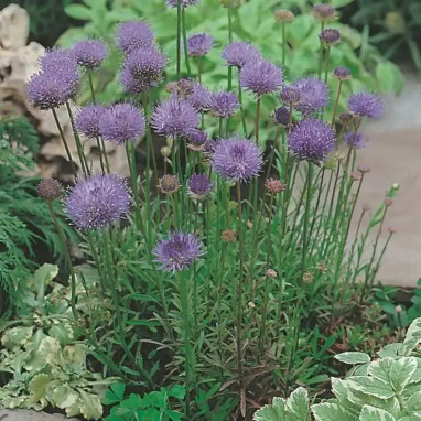 Jasione laevis 'Blaulicht' - Jasione | Achat direct au producteur