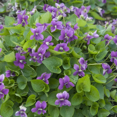 Viola sororia 'Rubra' - Viola | Achat direct au producteur