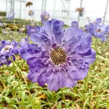 Scabiosa caucasica 'Fama Deep Blue' - Scabiosa | Achat producteur