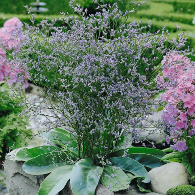 Limonium latifolium - Statice vivace | Achat direct au producteur