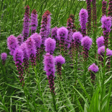 Liatris spicata 'Kobold Strain' - Liatris | Achat direct au producteur