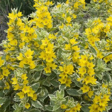 Lysimachia punctata 'Alexander' - Lysimachia | Achat direct producteur