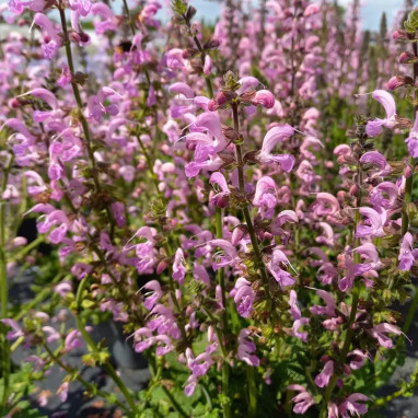 Salvia pratensis 'Rose Rhapsody' - Salvia | Achat direct au producteur