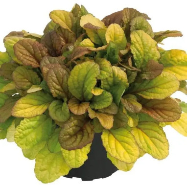 Ajuga reptans 'Best Buddies Caramel' - Ajuga | Achat producteur