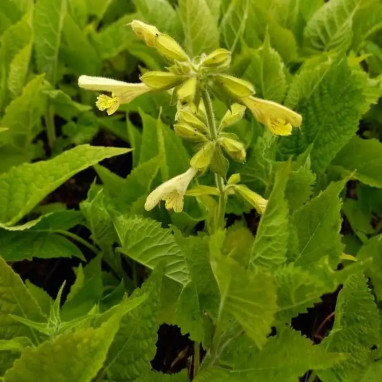 Salvia glutinosa - Sauge glutineuse | Achat direct au producteur