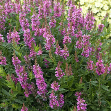 Lythrum salicaria 'Robert' - Lythrum | Achat direct au producteur