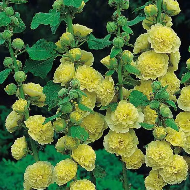 Alcea rosea 'Spring Celebrities Lemon' | Achat direct au producteur