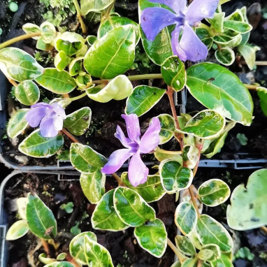 Vinca minor 'Ralph Shugert' - Vinca | Achat direct au producteur