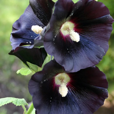 Alcea rosea 'Nigra' - Rose trémière noire | Achat producteur