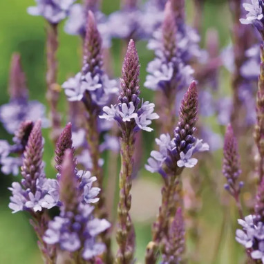 Verbena hastata 'Blue Spires' - Verbena | Achat direct au producteur