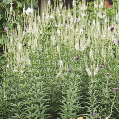 Veronicastrum virginicum 'Album' | Achat direct au producteur