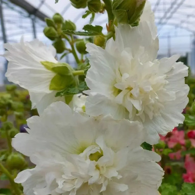 Alcea rosea 'Chater's Double White' - Alcea | Achat producteur