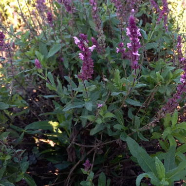 Salvia nemorosa 'Caradonna Pink' - Salvia | Achat producteur