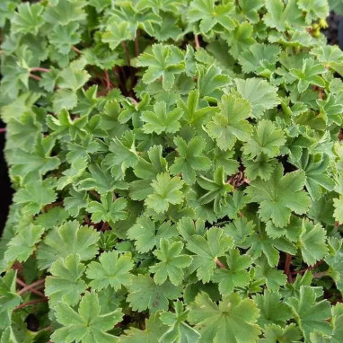 Alchemilla erythropoda 'Alma' - Alchemilla | Achat producteur
