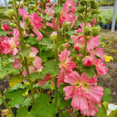 Alcea rosea 'Spring Celebrities Pink' - Alcea | Achat direct au producteur