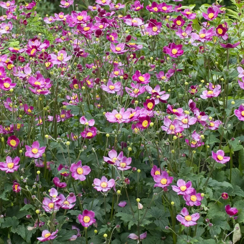Anemone japonica 'Rubra Plena' - Anemone | Achat direct au producteur