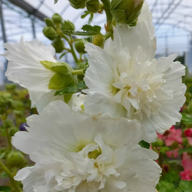 Alcea rosea 'SPRING CELEBRITIES White' | Achat direct au producteur
