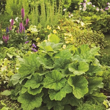 Tellima grandiflora - Tellima | Achat direct au producteur