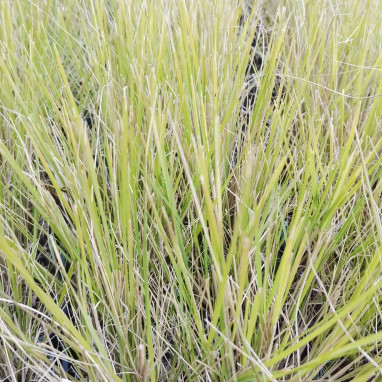 Andropogon scoparium 'Prairie Blues' | Achat direct au producteur