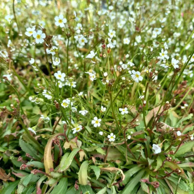 Androsace septentrionalis 'Star Dust' - Androsace | Achat producteur