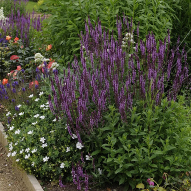 Salvia nemorosa 'Rose Queen' - Salvia | Achat direct au producteur