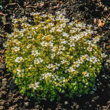 Saxifraga moschata 'Cloth of Gold' - Saxifraga | Achat producteur