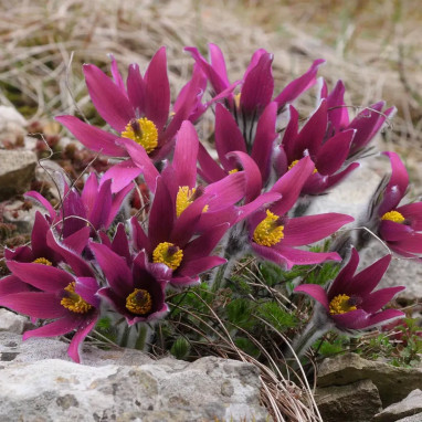 Pulsatilla vulgaris 'Röde Klokke' | Achat direct au producteur