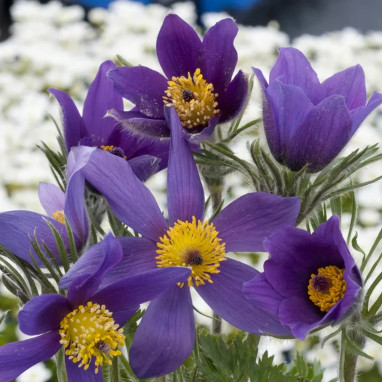 Pulsatilla vulgaris 'Blaue Glocke' | Achat direct au producteur