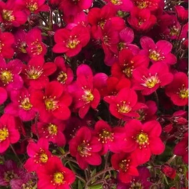 Saxifraga X arendsii 'Lofty Dark Rose Shades' | Achat producteur