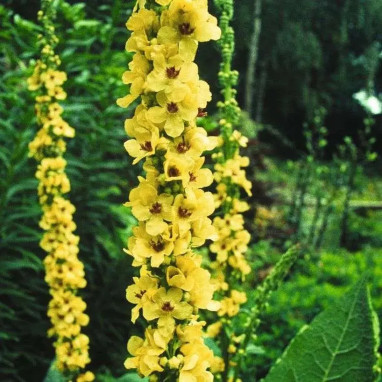 Verbascum nigrum - Molène noire | Achat direct au producteur