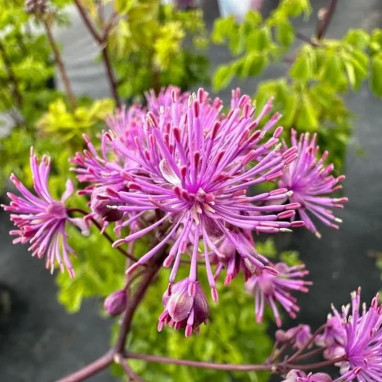 Thalictrum aquilegifolium 'Black Stockings' | Achat producteur