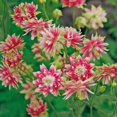 Aquilegia vulgaris 'Nora Barlow' - Aquilegia | Achat producteur