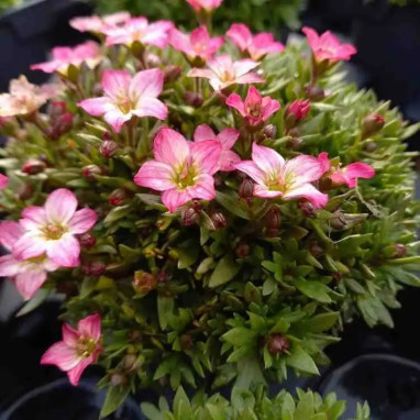 Saxifraga X arendsii 'Touran Pink' | Achat direct au producteur
