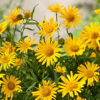 Buphthalmum salicifolium 'Sunwheel' | Achat direct au producteur