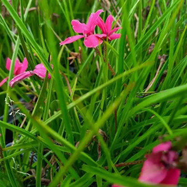 Rhodohypoxis milloïdes 'Donald Mann' - Rhodohypoxis | Achat producteur