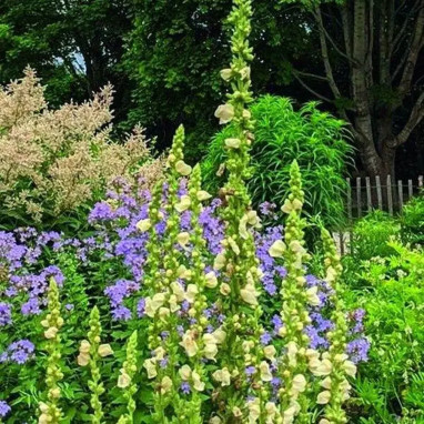 Verbascum olympicum 'Album' - Verbascum | Achat direct au producteur