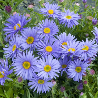 Aster alpinus 'Goliath' - Aster | Achat direct au producteur