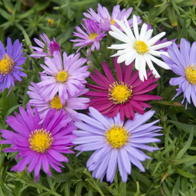 Aster novi-belgii 'Mix'' - Symphyotrichum | Achat direct au producteur