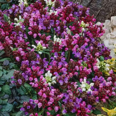 Prunella grandiflora 'Freelander Mix' | Achat direct au producteur
