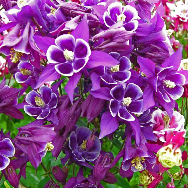 Ancolie 'Blue Star' - Aquilegia caerulea | Achat producteur