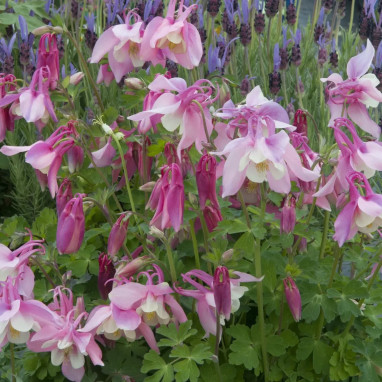 Aquilegia caerulea 'Koralle' - Ancolie | Achat direct au producteur