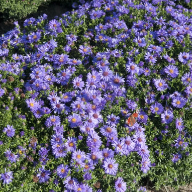 Aster dumosus 'Augenweide' - Aster | Achat direct au producteur