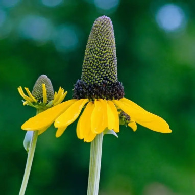 Rudbeckia maxima - Rudbeckia | Achat direct au producteur