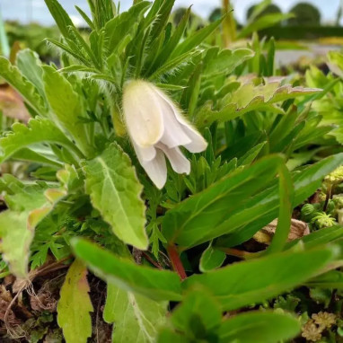 Pulsatilla vulgaris 'Alba' - Pulsatille | Achat direct au producteur