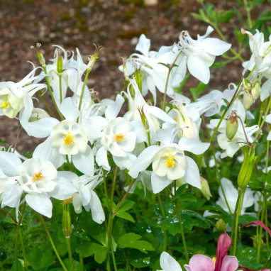Aquilegia 'Spring Magic White' - Ancolie | Achat producteur
