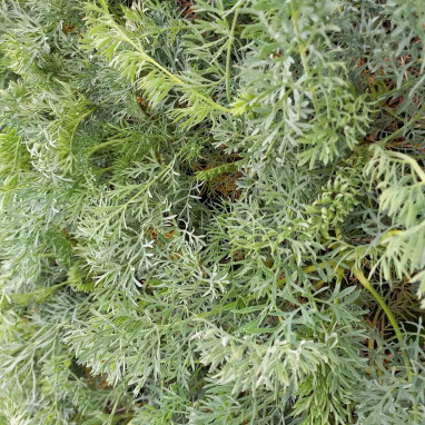 Seseli gummiferum - Vivace sol sec | Achat direct au producteur