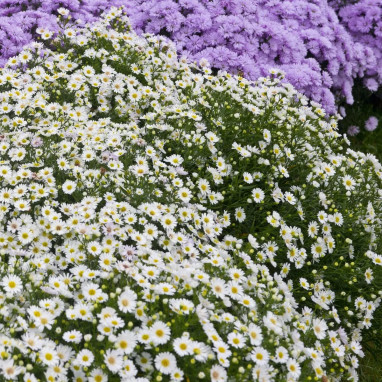 Aster dumosus 'Niobe' - Aster | Achat direct au producteur