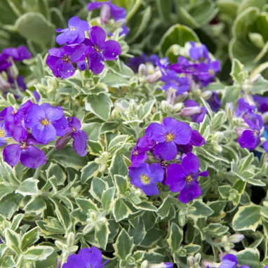 Aubrieta 'Dr Mules Variegated' - Aubrieta | Achat direct au producteur