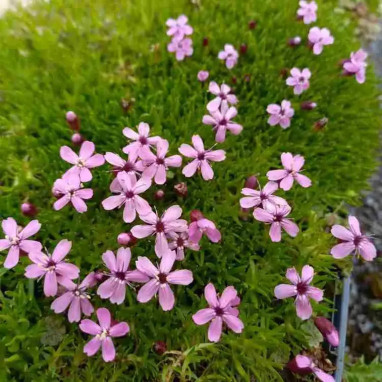 Silene acaulis - Mousse fleurie | Achat direct au producteur