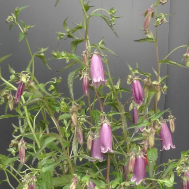 Campanula punctata f.rubriflora - Campanula | Achat producteur